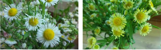 원래 개망초 꽃잎색(흰색)과 변화된 개망초 꽃잎색(노란색) 비교